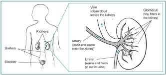 Nephrotic Syndrome Treatment