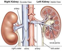 Kidney Transplant Surgery