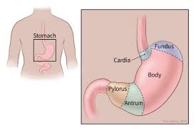 Stomach Cancer Treatment