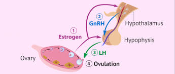 IVF