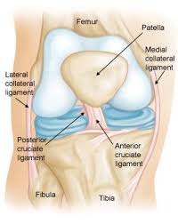 Anterior Cruciate Ligament