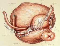 Radical Prostatectomy