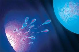 Sperm Cryopreservation or Sperm Freezing