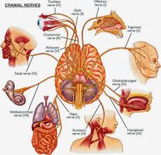 Vagus Nerve Stimulation