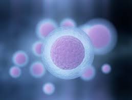 Embryo Cryopreservation/Embryo Freezing