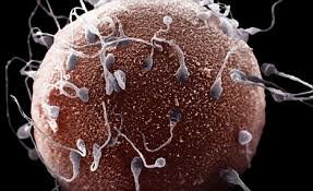 Sperm Cryopreservation or Sperm Freezing