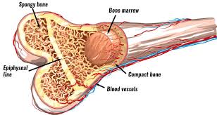 Bone Marrow Transplants Surgery