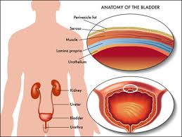 Urinary Bladder Cancer Treatment