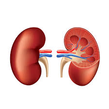 Diabetic Kidney Disorder