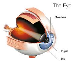 Corneal Transplant Surgery