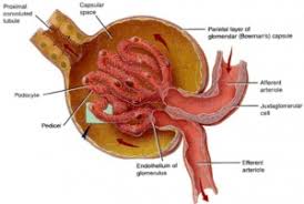 Glomerulonephritis