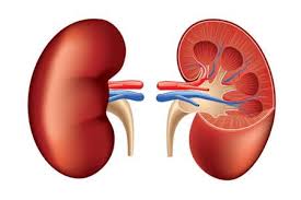 Renal Failure Treatment