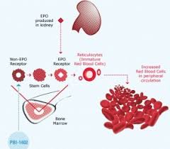 Renal Failure Treatment