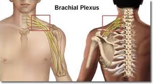 Brachial Plexus Reconstruction