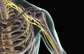 Brachial Plexus Reconstruction