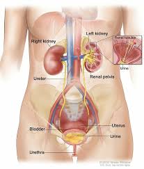 Urinary Bladder Cancer Treatment